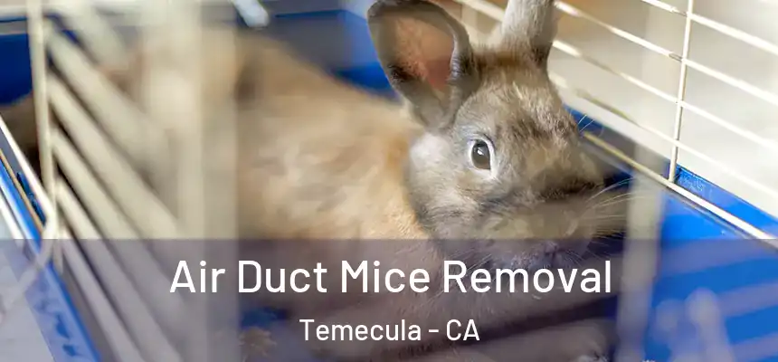 Air Duct Mice Removal Temecula - CA